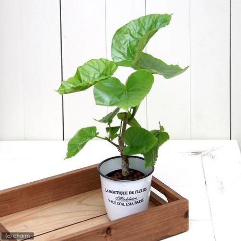 （観葉植物）ハイドロ苗９φ・Ｌサイズ　フィカス　ウンベラータ（１ポット）