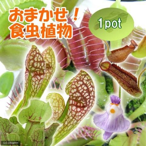 （食虫植物）おまかせ食虫植物　２．５～３号（１ポット）