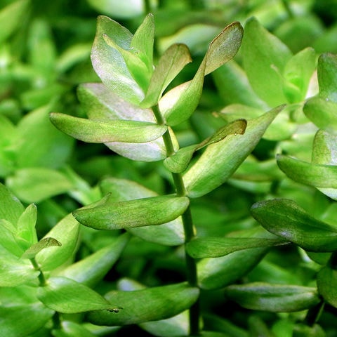 水草セット ばっち 水中葉 トリミング 無農薬