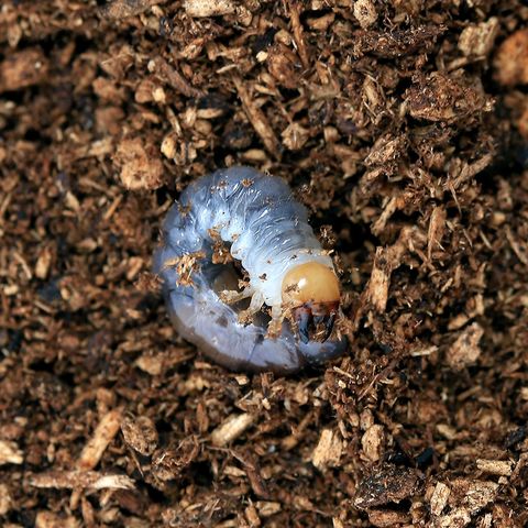 ギラファノコギリクワガタ（フローレス産）♂1匹♀3匹 dショッピング |（昆虫）ギラファノコギリクワガタ（亜種ケイスケ
