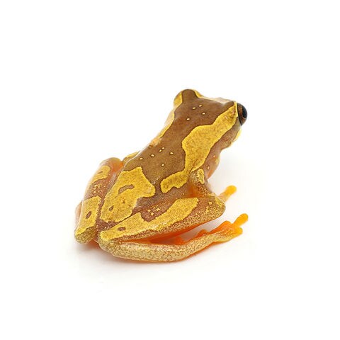 dショッピング |（両生類）スナドケイアマガエル（ワキマク