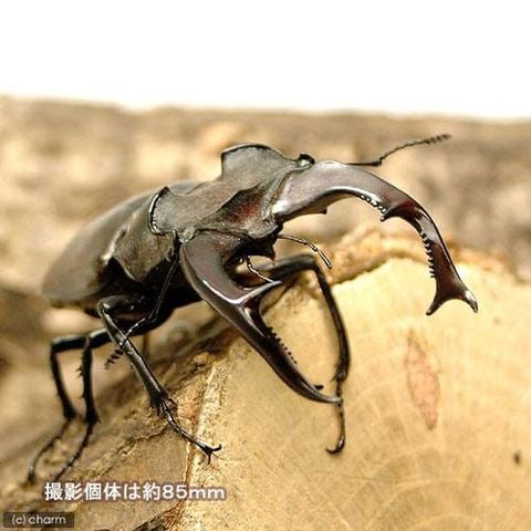 ヨーロッパミヤマクワガタ ♂79㎜♀46㎜