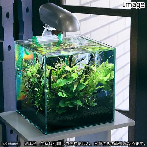 dショッピング |（水草）小型水槽向け 水草１２種レイアウトセット 説明書付 | カテゴリ：水草の販売できる商品 | チャーム  (02380730)|ドコモの通販サイト