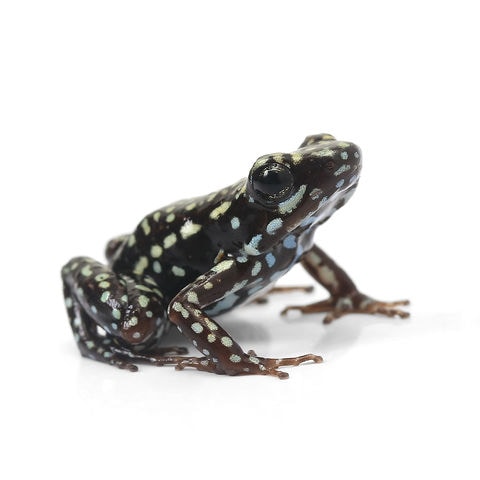 熱帯魚）コリドラス・パンダ ゴールデン（ヨーロッパブリード）（3匹