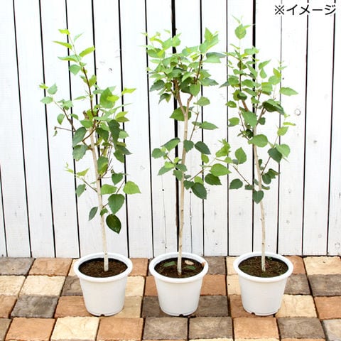 完売：白樺の鉢植え No.15ローバー75 RJ25 純正ホイール 195/65R15