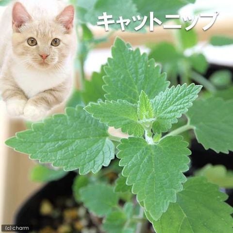 （観葉植物）ハーブ苗　キャットニップ　コモン　３号（１ポット）　猫草　家庭菜園　北海道冬季発送不可