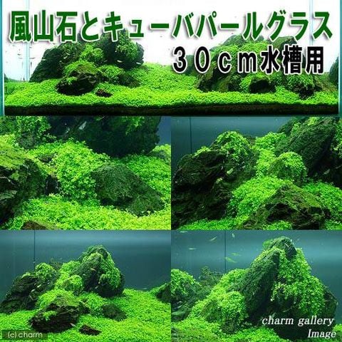 ストア 水槽 パールグラス 植え方