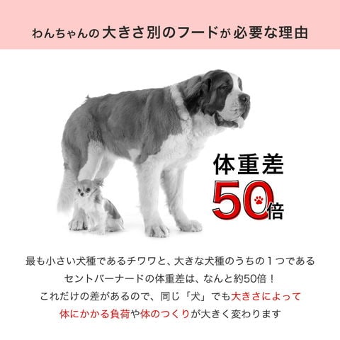 dショッピング |ロイヤルカナン ミニ アダルト 成犬用 ８ｋｇ