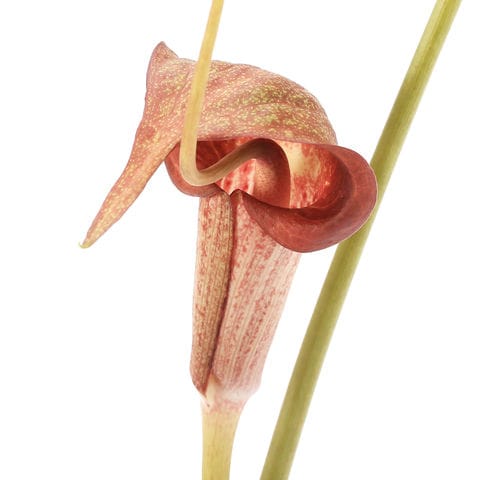 京セラ 内径加工用ホルダ C06J-SCLCR04-07AN C06JSCLCR0407AN 京セラ 内径加工用ホルダ C060X-SCLCR04-070EZ 京セラ｜KYOCERA 通販