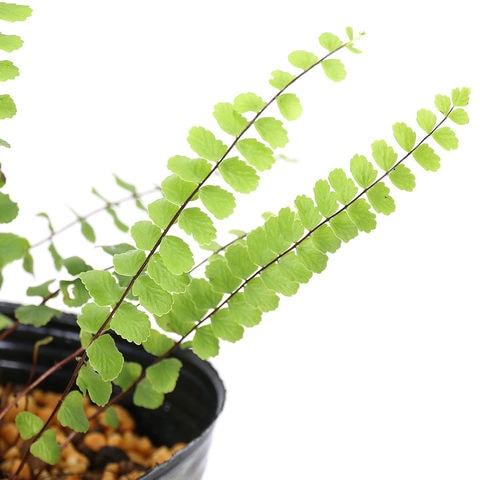 dショッピング |（山野草）シダ（羊歯）チャセンシダ（アスプレニウム
