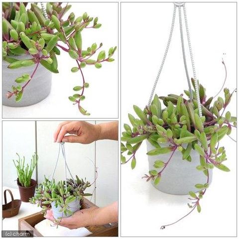 Dショッピング 観葉植物 ぶらりサキュレント ルビーネックレス 吊り鉢タイプ 鉢色おまかせ ３号 １鉢 説明書付 北海道冬季発送不可 カテゴリ 観葉植物の販売できる商品 チャーム ドコモの通販サイト