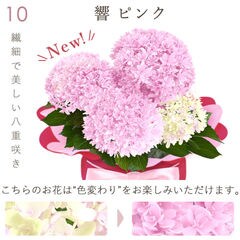 今だけ超早割！／ 母の日 ギフト プレゼント 花 鉢植え 選べるあじさい