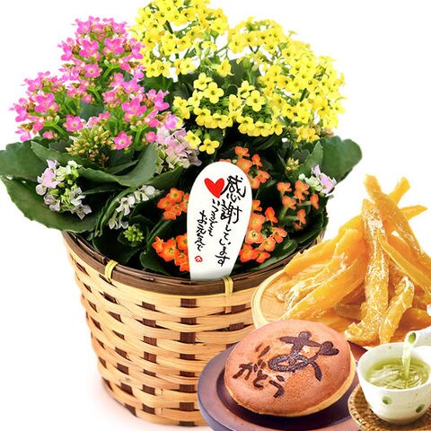 花 ギフト スイーツ フラワー カランコエ5号鉢と和菓子