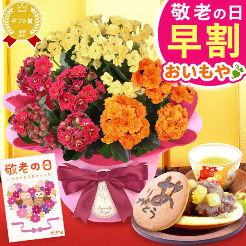 ＼今の早割8月23日まで！／ 敬老の日 ギフト プレゼント 花  ギフト 鉢植え カランコエ 【どら焼きセット】 送料無料 ◆敬老の日◆ ※ご指定不可。9/18～21いずれかにお届け