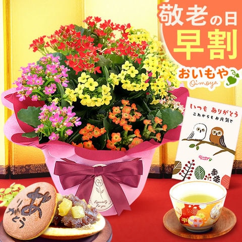 dショッピング |＼今だけ早割！／ 敬老の日 プレゼント ギフト 花 鉢植え カランコエ 【どら焼きセット】 ※敬老の日9月13日～16日のいずれかにお届け※指定不可  カテゴリ：生花の販売できる商品 おいもや (0415-5161801)|ドコモの通販サイト