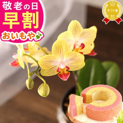 ＼早割受付中！／ 敬老の日 プレゼント花 ギフト 鉢植え 胡蝶蘭と苺バウム スイーツ【ゴールドベイビー】 ◆敬老の日◆ ※ご指定不可。9/18～21いずれかにお届け