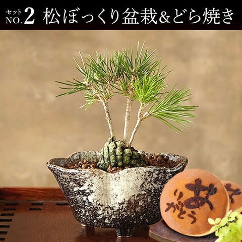 Dショッピング 敬老の日 ギフト 最短日程でお届けします 生花 お菓子 盆栽 キンズ カテゴリ 生花の販売できる商品 おいもや 0415 ドコモの通販サイト