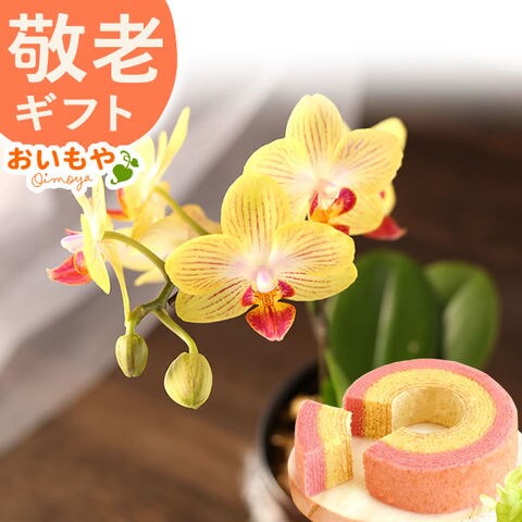 ＼最短発送でお届け！／   敬老の日 お菓子 プレゼント 花 ギフト 鉢植え 胡蝶蘭と苺バウム スイーツ【ゴールドベイビー】 ◆敬老の日◆ 敬老 ※ご指定不可。最短日程にて発送いたします
