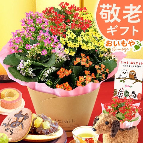 人気のカランコエ鉢花とスイーツセット