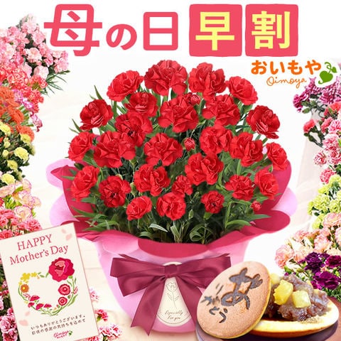 ＼今だけ超早割！／ 母の日 ギフト プレゼント 花 鉢植え 鉢花カーネーション【感謝の気持ち・赤】 感謝のどら焼きセット hachihana 送料無料 ◆母の日◆ 母の日WEEK5月4日～10日お届け※ご指定不可