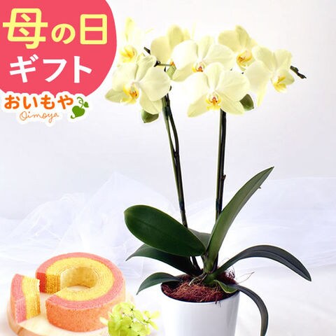 dショッピング |＼最短日程で発送！／ 母の日 プレゼント 花 鉢植え 選べる胡蝶蘭と苺バウム【カーリー】 ※最短発送でお届け※日時指定不可  カテゴリ：生花の販売できる商品 おいもや (041kochoran_4go2f)|ドコモの通販サイト