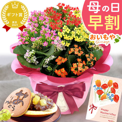 ＼今だけ超早割！／ 母の日 ギフト プレゼント 花  ギフト 鉢植え カランコエ 【どら焼きセット】 送料無料 ◆母の日◆ 母の日WEEK5月4日～10日お届け※ご指定不可