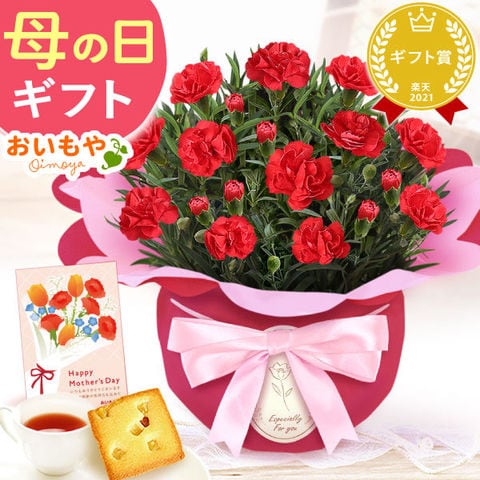 ＼まだ間に合う！／ 母の日 ギフト プレゼント 鉢植え 花 カーネーションと花の種ギフトセット【感謝の気持ち・赤】 ◆母の日◆ 母の日WEEK5月4日～10日配送※ご指定不可