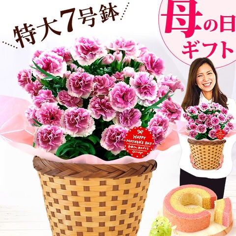 Dショッピング 遅れてごめんね 母の日ギフト 花 鉢植え 7号鉢 鉢花カーネーション オルフィカ スイーツセット送料無料 最短日程でお届け 着日は当店にお任せ カテゴリ 生花の販売できる商品 おいもや 0415 ドコモの通販サイト