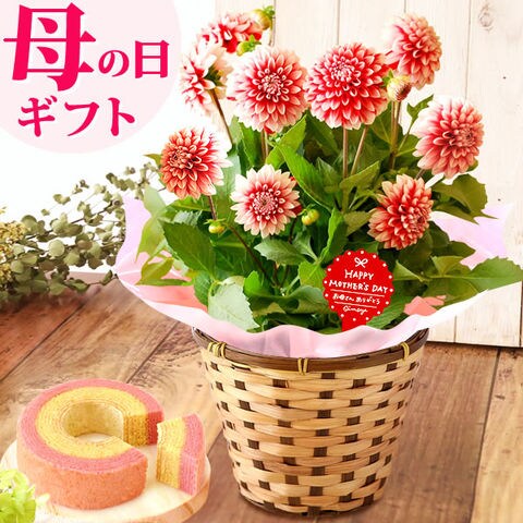 Dショッピング 遅れてごめんね 母の日ギフト 花 鉢植え ダリア タンピコ スイーツセット Hanad 送料無料 最短日程でお届け 着日は当店にお任せ カテゴリ 生花の販売できる商品 おいもや 0415 ドコモの通販サイト