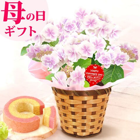 Dショッピング 遅れてごめんね 母の日ギフト 花 鉢植え こんぺいとう ピンク スイーツセット Hanad 送料無料 最短日程でお届け 着日は当店にお任せ カテゴリ 生花の販売できる商品 おいもや 0415 ドコモの通販サイト