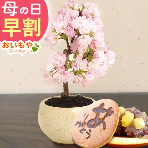 母の日 ギフト 桜【旭山】 盆栽 インテリア