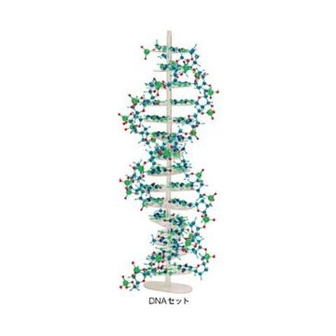 分子構造模型モル・タロウ DNAセット DNA-1 ホビー 科学 研究 実験 分析 バイオ 【同梱不可】【代引不可】[▲][TP]