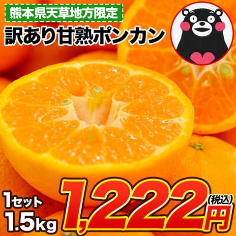 ポンカン 訳あり 1.5kg 送料無料 【複数購入で最大+4.5kgおまけ付き】 熊本県産 旬 みかん ミカン 2セット購入で1セット分増量 柑橘 旬 熊本 家庭用 箱買い ポンカン熊本《1月中旬-2月上旬頃より発送予定》