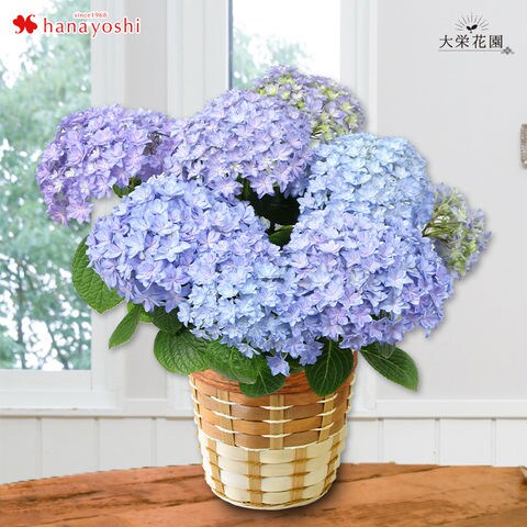 Dショッピング 母の日ギフト22 大栄花園さんのあじさい 5号鉢 サラン 5月3 8日の間でお届け 当店おまかせ 花由 カテゴリ 生花の販売できる商品 フラワーマーケット花由 048evm22h1b ドコモの通販サイト