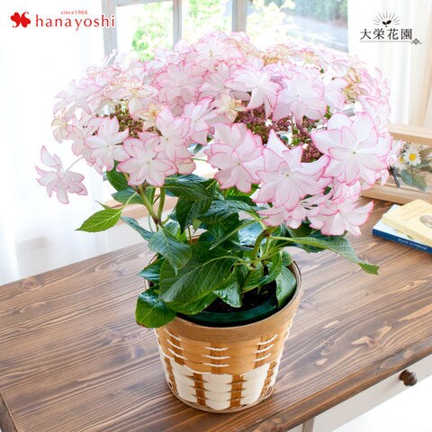 Dショッピング 母の日ギフト22 大栄花園さんのあじさい 5号鉢 レイ ピンク 5月3 8日の間でお届け 当店おまかせ 花由 カテゴリ 生花の販売できる商品 フラワーマーケット花由 048evm22h1d ドコモの通販サイト