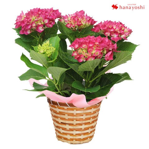 Dショッピング 母の日ギフト22 希少品種のあじさい 5号鉢 パリジェンヌ 5月3 8日の間でお届け 当店おまかせ 花由 カテゴリ 生花の販売できる商品 フラワーマーケット花由 048evm22h301hi ドコモの通販サイト