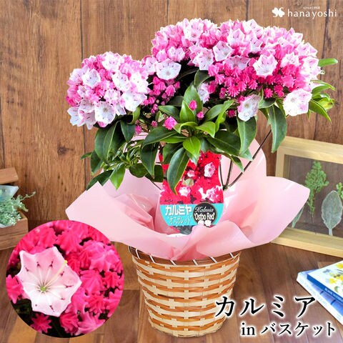 Dショッピング 母の日ギフト22 カルミア ピンク系 品種おまかせ つぼみの状態でお届け 5月3 8日の間でお届け 当店おまかせ 花由 カテゴリ 生花の販売できる商品 フラワーマーケット花由 048evm22h308 ドコモの通販サイト