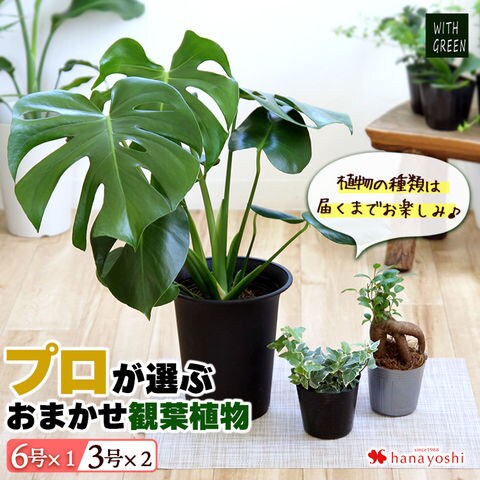 dショッピング |バイヤーおすすめ！プロが選ぶ観葉植物３点セット