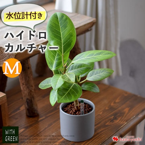 dショッピング |観葉植物 ハイドロカルチャー 水位計付きモノトーンポット Mサイズ「ゴムの木」【手提げ袋付】※北海道・沖縄はお届け不可 花由 |  カテゴリ：観葉植物の販売できる商品 | フラワーマーケット花由 (048hog2302h)|ドコモの通販サイト