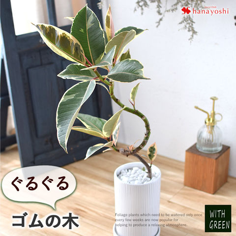 観葉植物　ゴムの木 dショッピング |観葉植物 曲げ ゴムの木 陶器鉢「ティケネ」※北海道