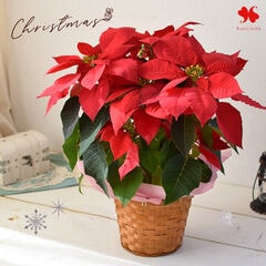 [11/15～12/12届] ポインセチア 鉢植え 5号鉢 ※北海道・沖縄はお届け不可 花由