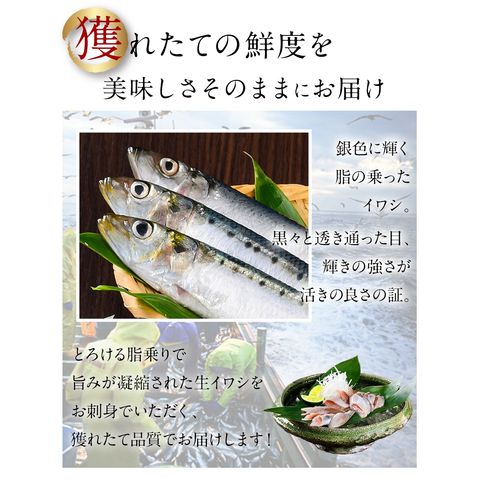 dショッピング |【8月限定販売】新物の根室産 生いわし(真イワシ) 2.0