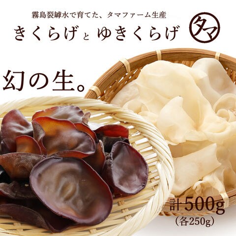 Dショッピング 九州育ちの生きくらげ 生ゆきくらげ 合計500g フレッシュ新鮮産地直送 タマチャンファームで自然の中で 農薬を使わず霧島の天然地下水で育てた ぷりぷり こりこりの絶品キクラゲです 国産 生 きくらげ 木耳 農薬不使用 クール便 送料無料