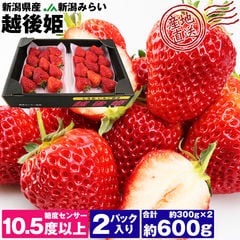 希少品種！幻のいちご 越後姫 約600g 糖度センサー10.5度以上