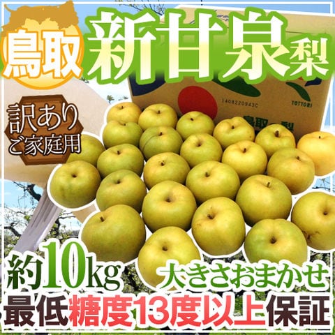鳥取産 ”新甘泉（しんかんせん）梨” 訳あり 約10kg 大きさおまかせ 糖度13度以上（冷蔵便）【予約 8月下旬以降】 送料無料〈*北海道・沖縄：追加送料必要〉