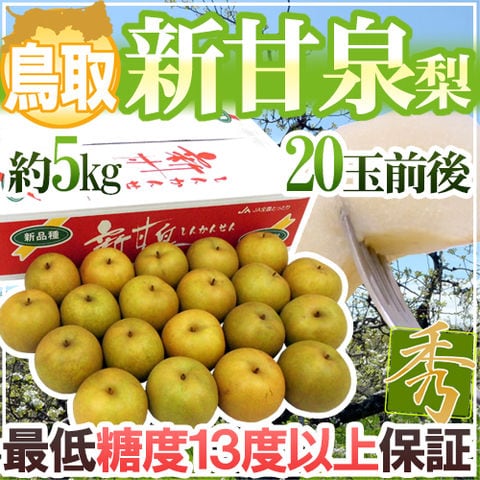 鳥取産 ”新甘泉（しんかんせん）梨” 秀品 20玉前後 約5kg（冷蔵便）【予約 8月下旬以降】 送料無料〈*北海道・沖縄：追加送料必要〉