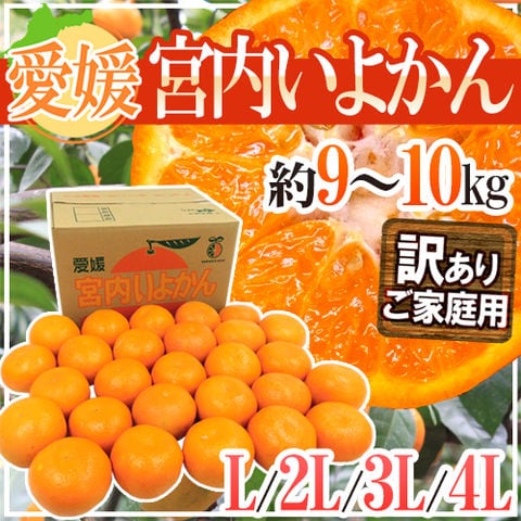 愛媛産 ”宮内いよかん” 訳あり L～4Lサイズ 約9～10kg【予約 1月中旬以降】 送料無料〈*北海道・沖縄：追加送料必要〉