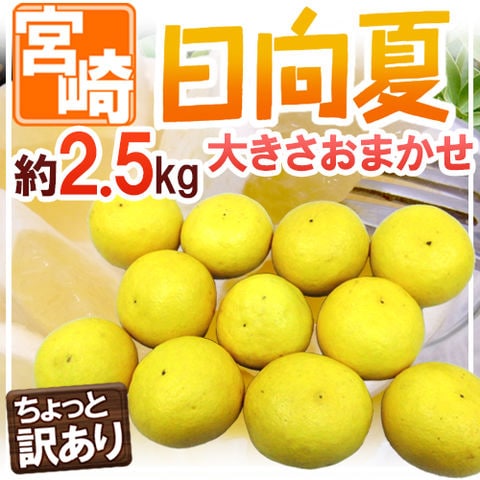”宮崎県産 日向夏” ちょっと訳あり 約2.5kg 大きさおまかせ【予約 2月末以降】 送料無料〈*北海道・沖縄：追加送料必要〉