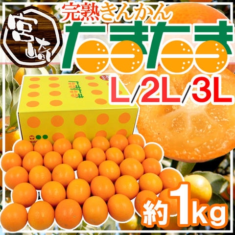 宮崎県 ”完熟きんかん たまたま” 秀品 L/2L/3Lサイズ 約1kg 化粧箱 糖度16度以上【予約 2月中旬以降】 送料無料〈*北海道・沖縄：追加送料必要〉