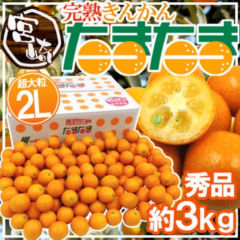 宮崎県 ”完熟きんかん たまたま” 秀品 2Lサイズ 約3kg【予約 2月中旬以降】 送料無料〈*北海道・沖縄：追加送料必要〉